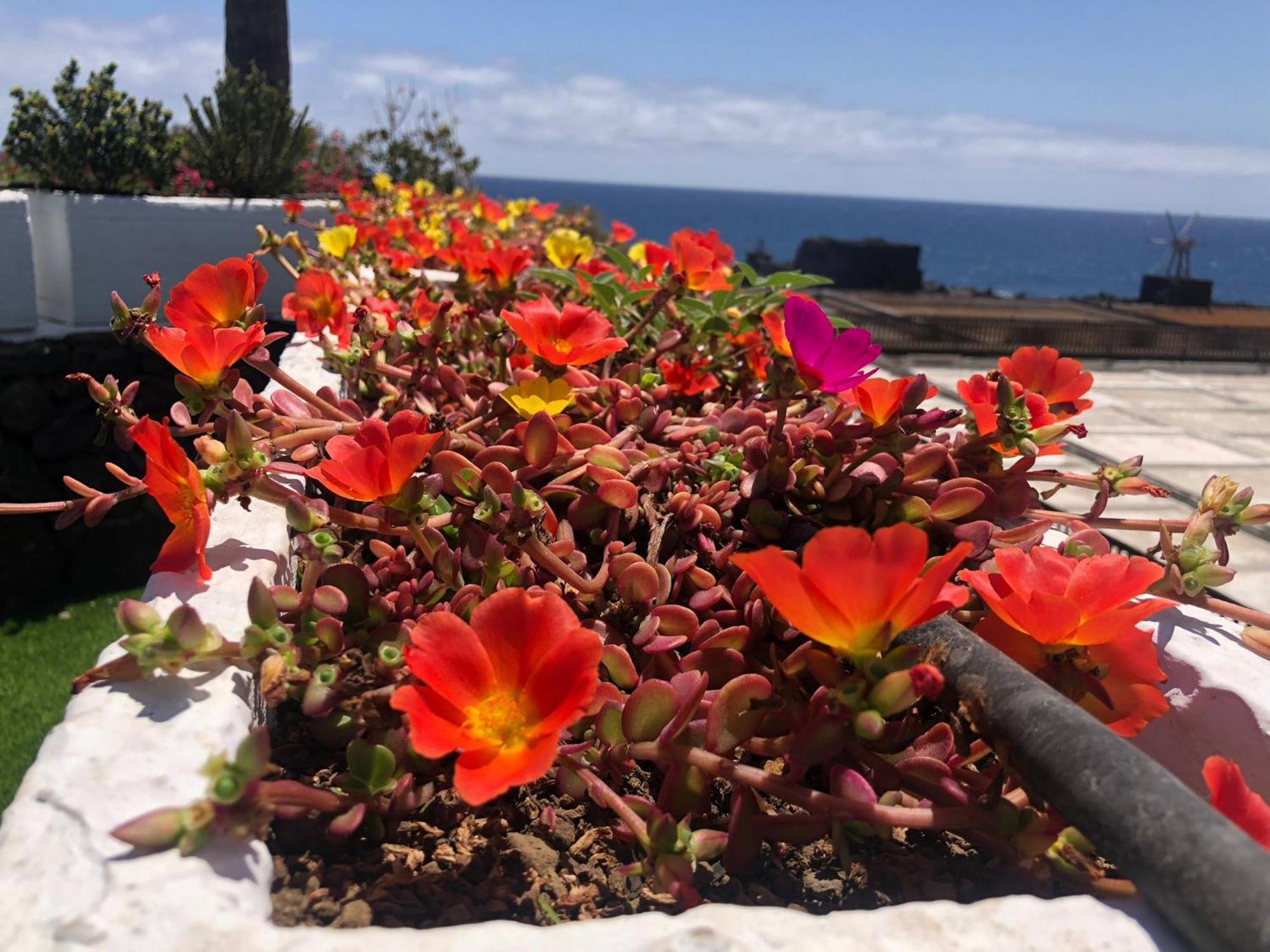 Vivienda Vacacional Sal Y Mar Playa Cancajos.- BreNa Baja  エクステリア 写真